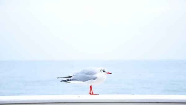 麻将百科